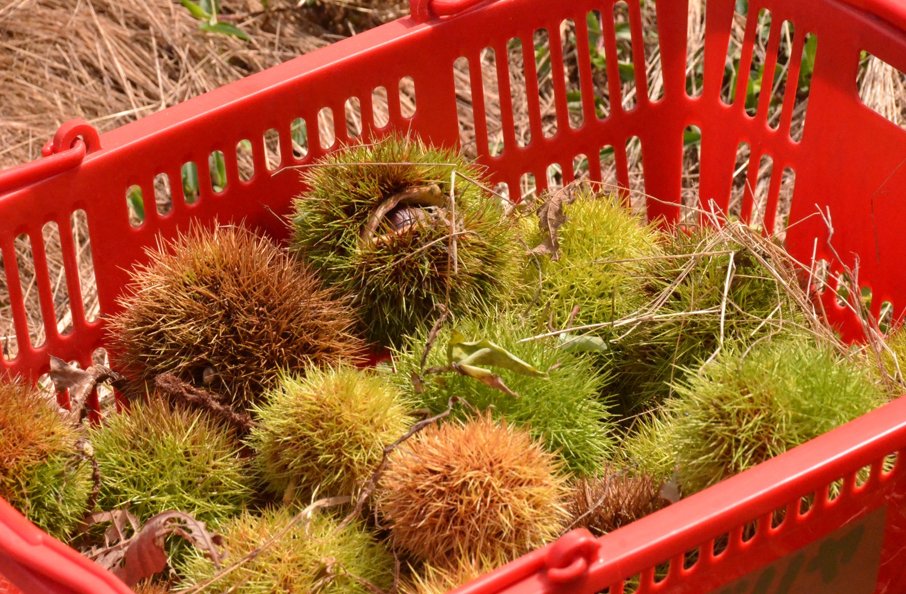 良平堂 栗拾い体験